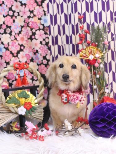 20250130ここあちゃん